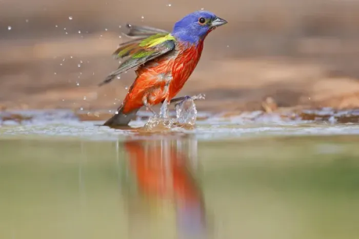 Framed Print : Painted Bunting (Passerina ciris) adult male at a south Texas pond