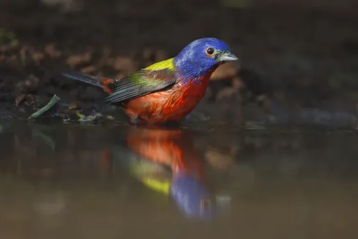 Framed Print : Painted Bunting (Passerina ciris) adult male at a south Texas pond Framed Print : Painted Bunting (Passerina ciris) adult male at a south Texas pond