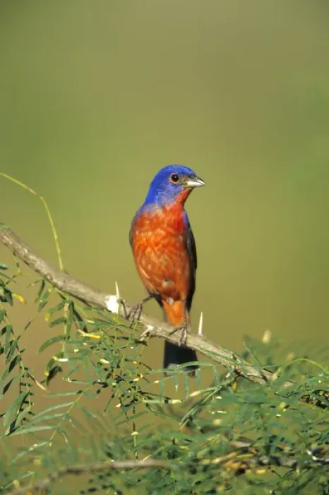 Framed Print : Painted Bunting (Passerina ciris) male, Starr Co. TX Framed Print : Painted Bunting (Passerina ciris) male, Starr Co. TX