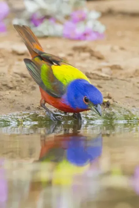 Framed Print : Painted Bunting (Passerina ciris) male bathing and drinking