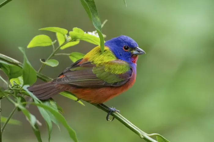 Framed Print : Painted bunting (Passerina ciris) male foraging