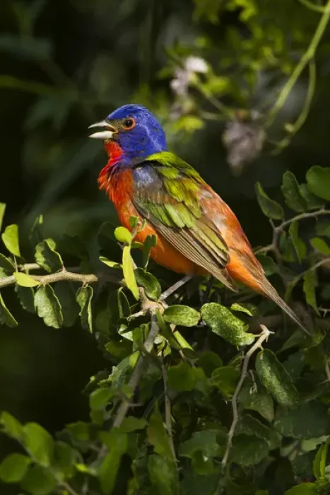 Framed Print : Painted Bunting (Passerina ciris) male singing on breeding territory Framed Print : Painted Bunting (Passerina ciris) male singing on breeding territory