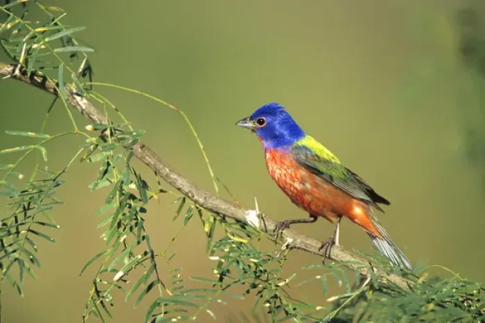 Framed Print : Painted Bunting (Passerina ciris) male Starr Co. TX