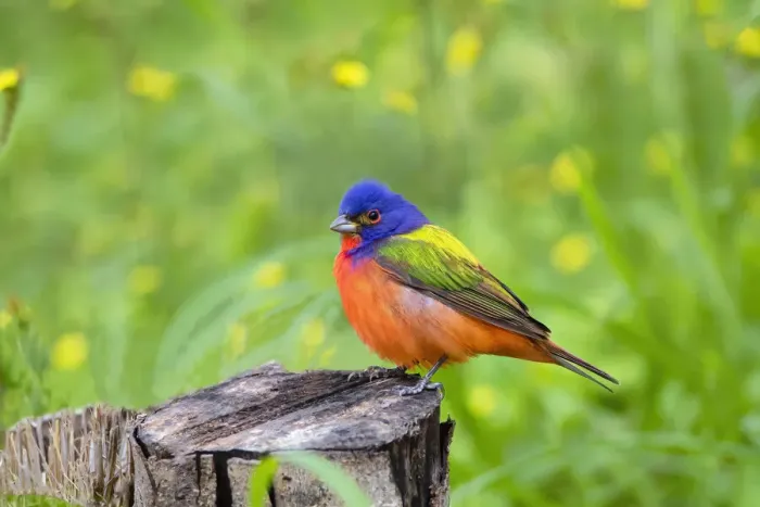 Framed Print : Painted Bunting (Passerina ciris) perched Framed Print : Painted Bunting (Passerina ciris) perched