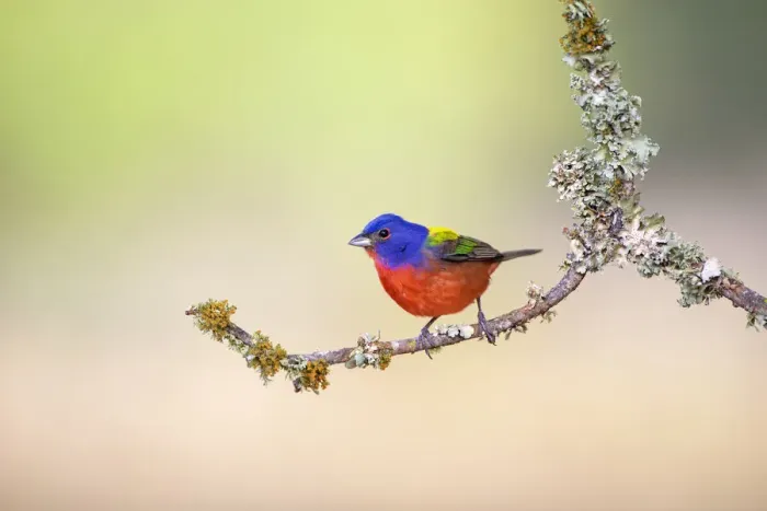 Framed Print : Painted Bunting (Passerina ciris) perched on lichen-covered limb Framed Print : Painted Bunting (Passerina ciris) perched on lichen-covered limb