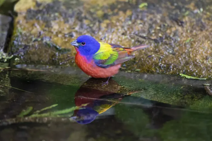 Framed Print : Painted Bunting (Passerina ciris) in spring
