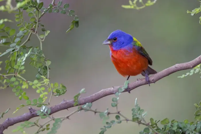 Framed Print : Painted bunting. Rio Grande Valley, Texas Framed Print : Painted bunting. Rio Grande Valley, Texas