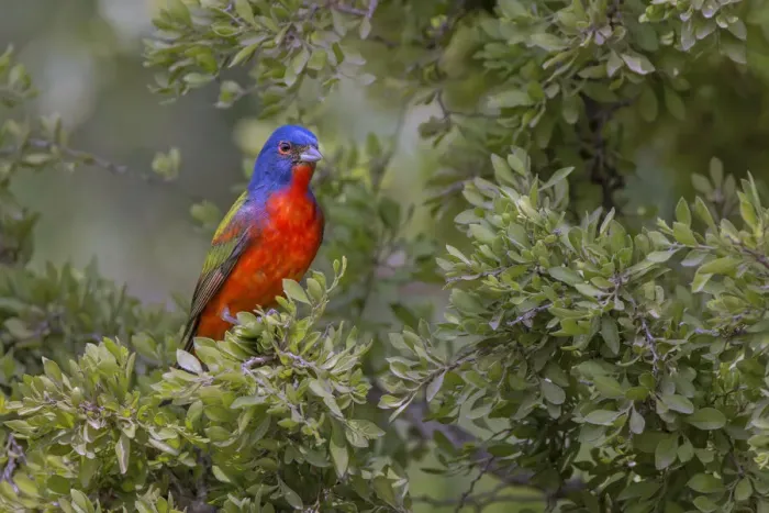 Framed Print : Painted bunting. Rio Grande Valley, Texas Framed Print : Painted bunting. Rio Grande Valley, Texas
