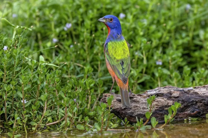 Framed Print : Painted bunting, Rio Grande Valley, Texas