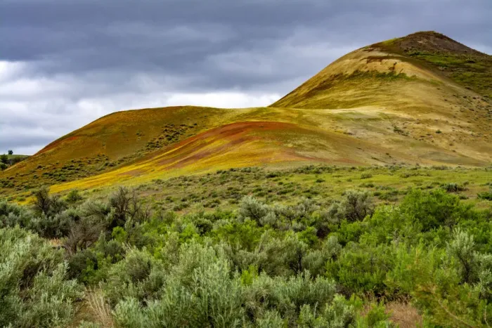 Framed Print : Painted Hills and golden bee plants