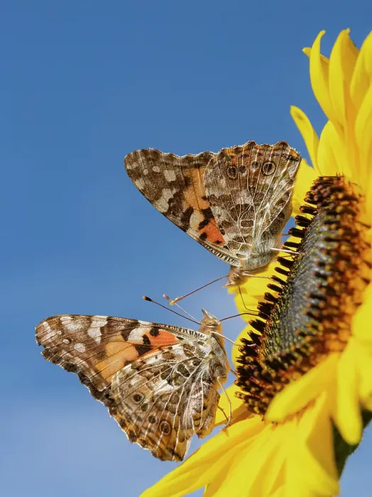 Framed Print : Painted lady butterflies on a sunflower. New Mexico Framed Print : Painted lady butterflies on a sunflower. New Mexico
