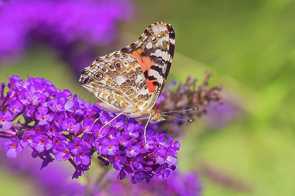 Painted Lady on Butterfly Bush, Marion County, Illinois. (Editorial Use Only)