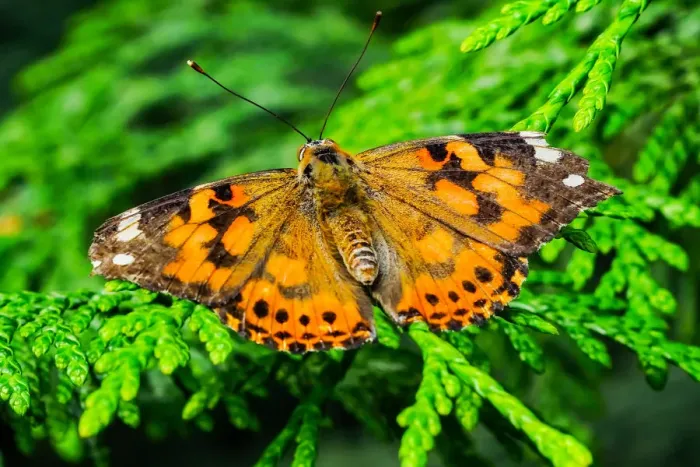 Framed Print : Painted lady butterfly, Seattle, Washington State Framed Print : Painted lady butterfly, Seattle, Washington State