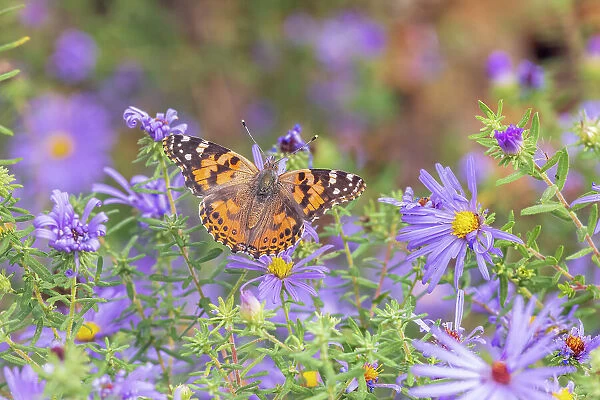 Painted Lady on Frikart's Aster, Marion County, Illinois. (Editorial Use Only)