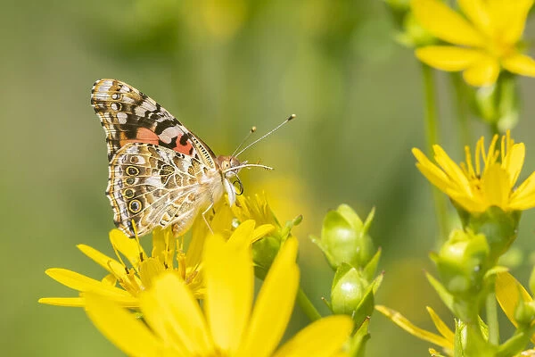 Painted Lady (Vanessa cardui) on Cup Plant (Silphium perfoliatum) Marion County, Illinois