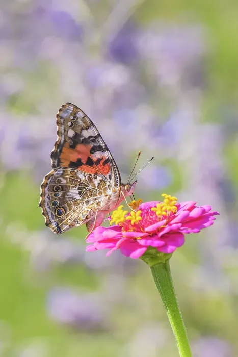 Framed Print : Painted Lady on zinnia, Marion County, Illinois. (Editorial Use Only)
