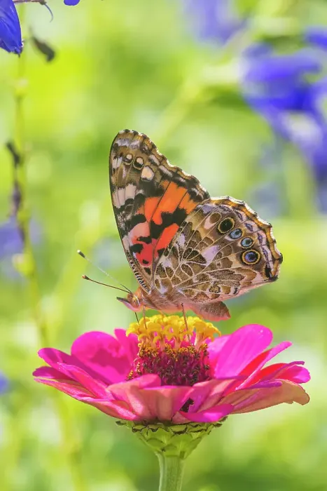 Framed Print : Painted Lady on zinnia, Marion County, Illinois. (Editorial Use Only) Framed Print : Painted Lady on zinnia, Marion County, Illinois. (Editorial Use Only)