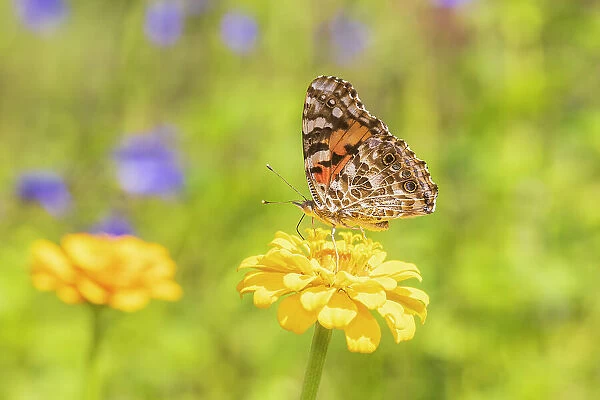 Painted Lady on zinnia, Marion County, Illinois