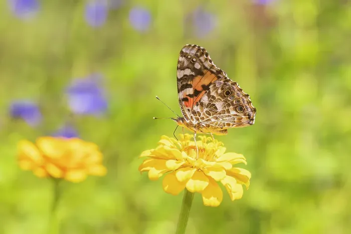 Framed Print : Painted Lady on zinnia, Marion County, Illinois Framed Print : Painted Lady on zinnia, Marion County, Illinois