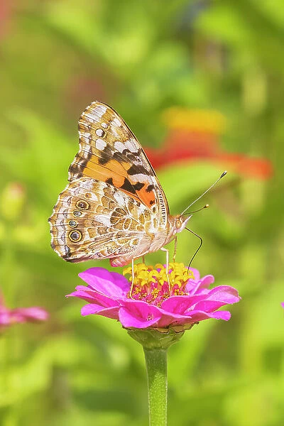 Painted Lady on zinnia, Marion County, Illinois