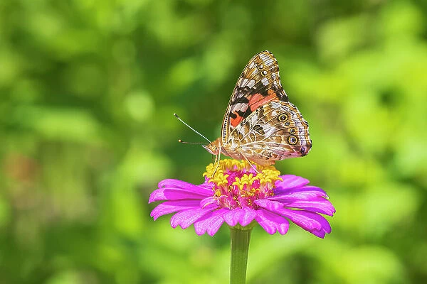 Painted Lady on zinnia, Marion County, Illinois. (Editorial Use Only)
