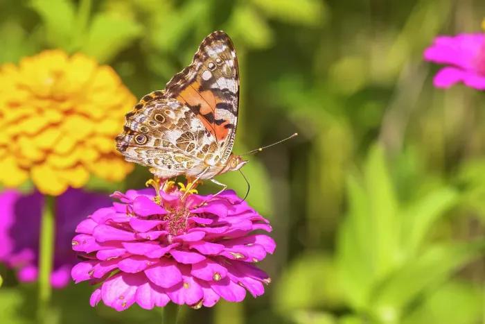 Framed Print : Painted lady on zinnia, Marion County, Illinois Framed Print : Painted lady on zinnia, Marion County, Illinois