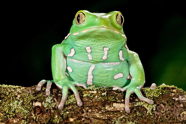 Painted Monkey Frog, Phyllomedusa savaugii, Native to Paraguay