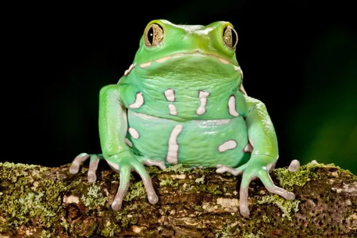 Framed Print : Painted Monkey Frog, Phyllomedusa savaugii, Native to Paraguay