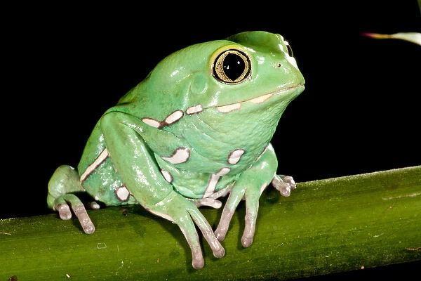 Painted Monkey Frog Phyllomedusa savaugii Native to Paraguay Habitat - Rain Forest