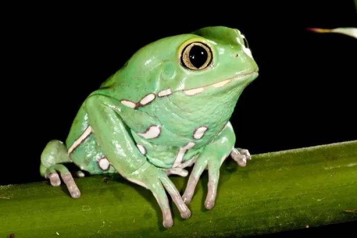 Framed Print : Painted Monkey Frog Phyllomedusa savaugii Native to Paraguay Habitat - Rain Forest Framed Print : Painted Monkey Frog Phyllomedusa savaugii Native to Paraguay Habitat - Rain Forest