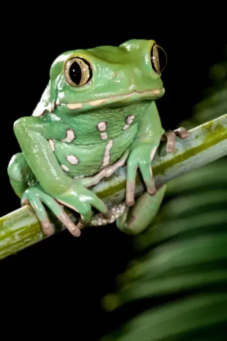 Framed Print : Painted Monkey Frog Phyllomedusa savaugii Native to Paraguay Habitat - Rain Forest