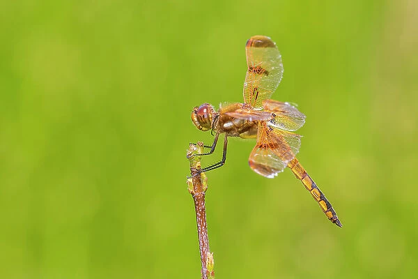 Painted Skimmer, Marion County, Illinois