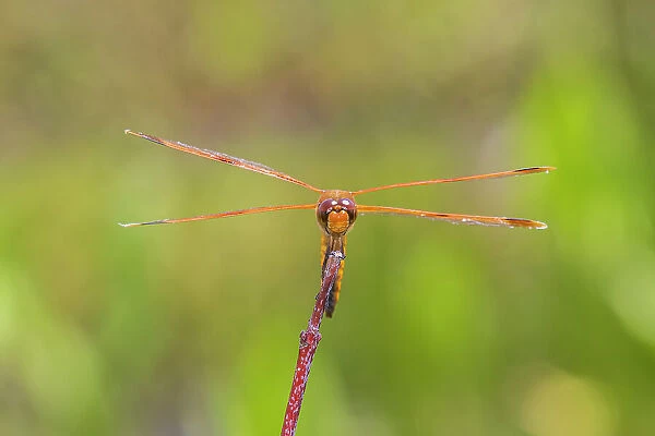 Painted Skimmer, Marion County, Illinois