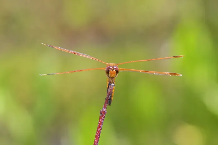 Framed Print : Painted Skimmer, Marion County, Illinois
