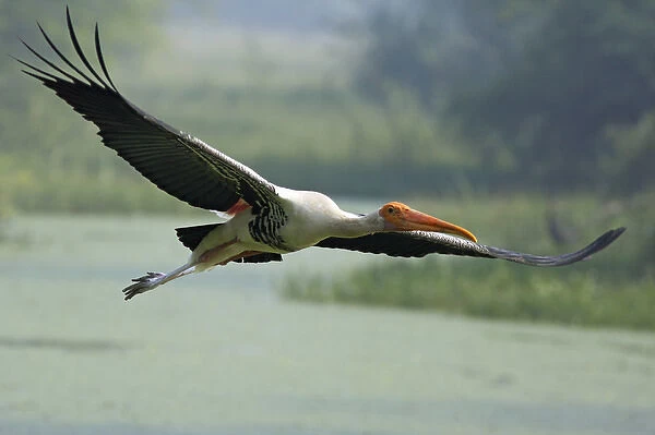 Painted Stork in flight; Keoladeo National Park, India