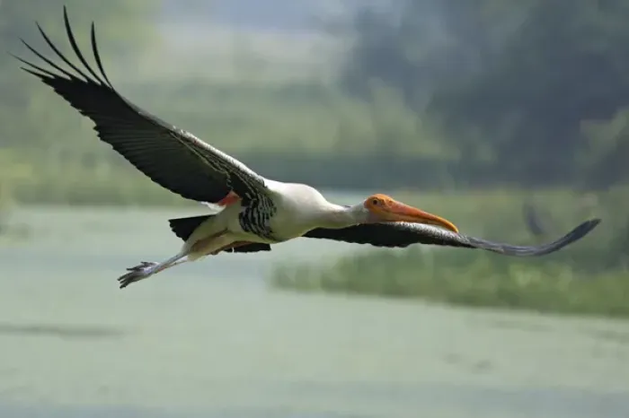 Framed Print : Painted Stork in flight; Keoladeo National Park, India Framed Print : Painted Stork in flight; Keoladeo National Park, India