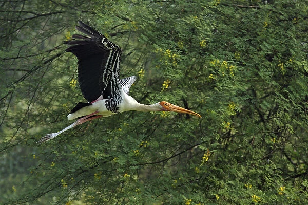 Painted Stork in flight, Keoladeo National Park, India