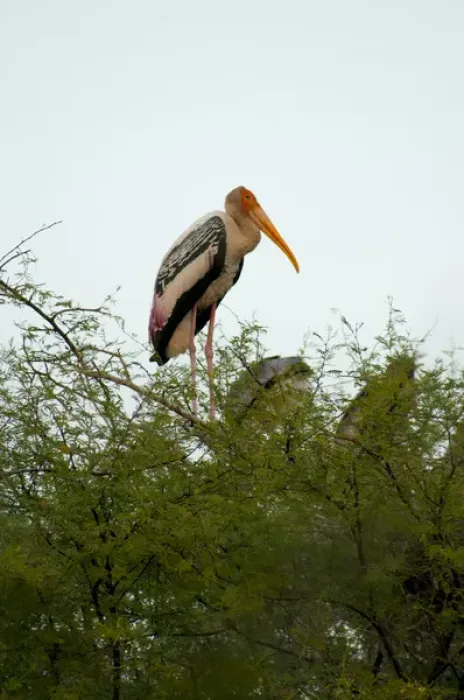 Framed Print : Painted stork (Mycteria leucocephala), Keoladeo National Park (Bharatpur bird sanctuary) Framed Print : Painted stork (Mycteria leucocephala), Keoladeo National Park (Bharatpur bird sanctuary)