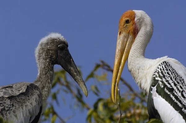 Painted stork on nest with chicks (Mycteria leucocephala). In a village near the