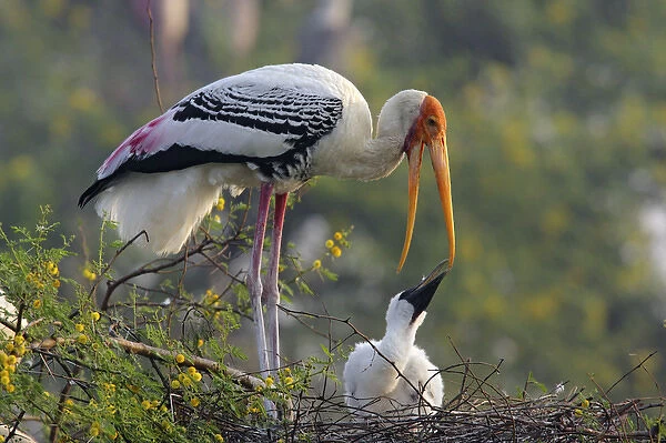 Painted Stork & youn one, Keoladeo National Park, India