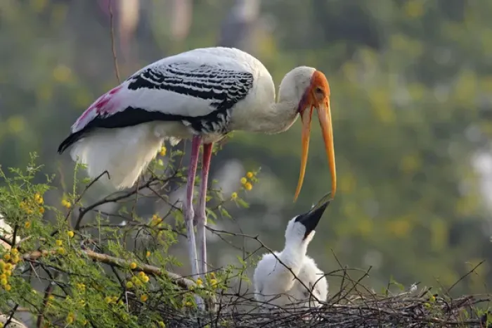 Framed Print : Painted Stork & youn one, Keoladeo National Park, India Framed Print : Painted Stork & youn one, Keoladeo National Park, India