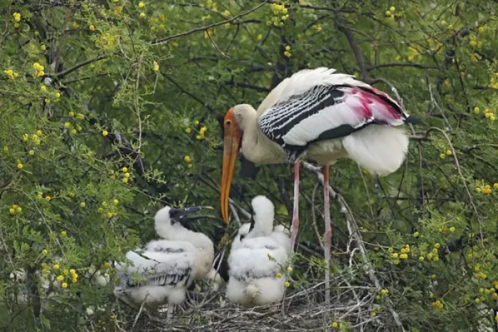 Framed Print : Painted Stork & young ones, Keoladeo National Park, India Framed Print : Painted Stork & young ones, Keoladeo National Park, India