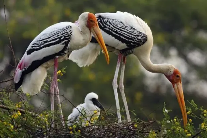 Framed Print : Painted Storks Framed Print : Painted Storks
