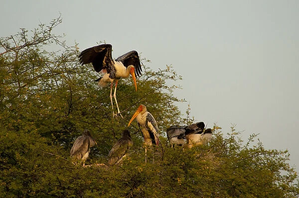 Painted storks (Mycteria leucocephala), Keoladeo National Park (Bharatpur bird sanctuary)