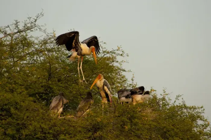 Framed Print : Painted storks (Mycteria leucocephala), Keoladeo National Park (Bharatpur bird sanctuary) Framed Print : Painted storks (Mycteria leucocephala), Keoladeo National Park (Bharatpur bird sanctuary)