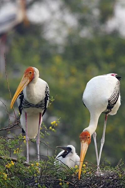 Painted Storks and youngone, Keoladeo National Park, India