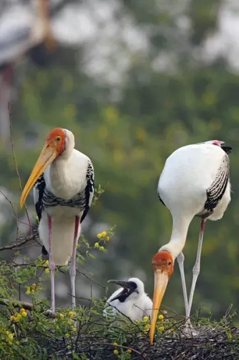 Framed Print : Painted Storks and youngone, Keoladeo National Park, India Framed Print : Painted Storks and youngone, Keoladeo National Park, India