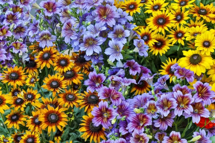 Framed Print : Painted tongue and hirta daisies in tight grouping