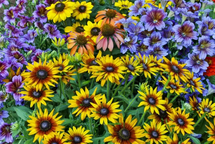 Framed Print : Painted tongue and hirta daisies in tight grouping Framed Print : Painted tongue and hirta daisies in tight grouping