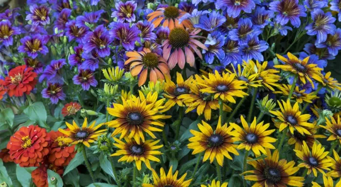 Framed Print : Painted tongue and hirta daisies in tight grouping along with red zinnia and coneflowers Framed Print : Painted tongue and hirta daisies in tight grouping along with red zinnia and coneflowers